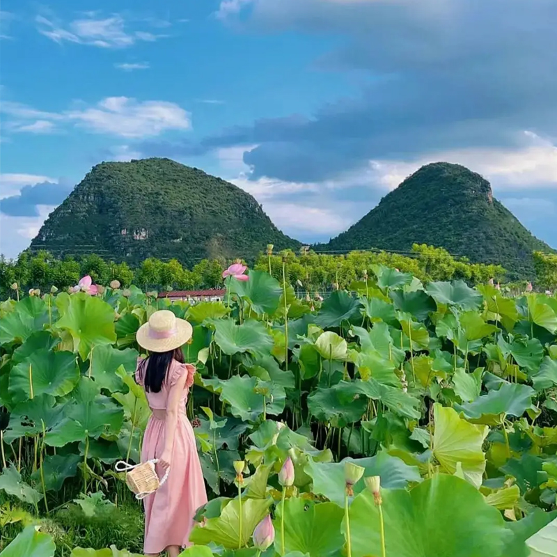 【与荷相遇,普弥有约】云南文山“普者黑”看荷花、“三生三世”、柳叶小舟打水战、钓龙虾、弥勒东风韵、红酒庄园品红酒、采摘水果、弥勒泡温泉、佛城商都多巴胺体验5天4-8人精致小团