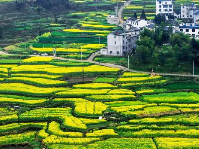 三清山+庐山、婺源篁岭油菜花、景德镇纯玩双飞六天