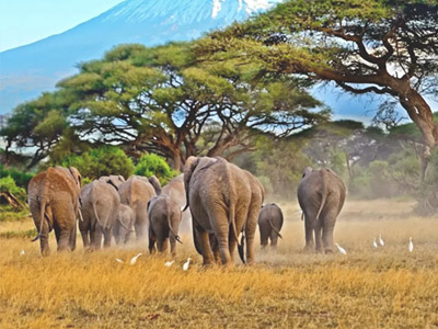 肯尼亚10天探索之旅