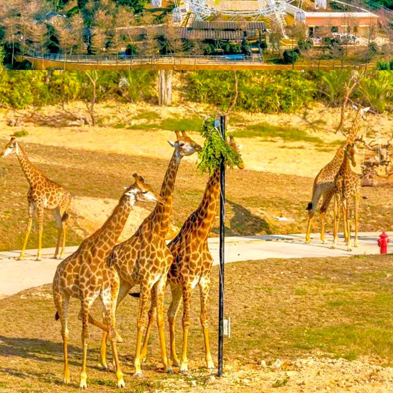 【RT暑假~清远长隆奇妙探索之旅】清远长隆森林王国、近览动物大迁徙奇观、5A西樵山亲子汽车3天（升级1晚五星碧桂园酒店）